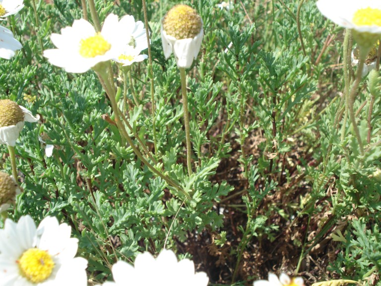 Anthemis maritima