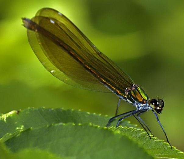 Calopteryx virgo meridionalis