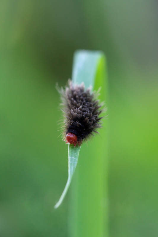 Che farfalla diventer?? - Amata phegea