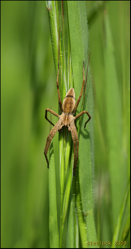 Pisaura sp.