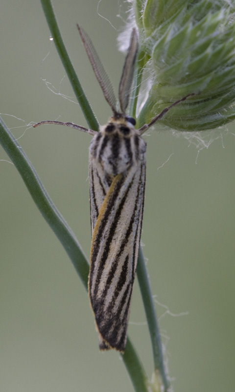 Identificazione bruco + farfalla.