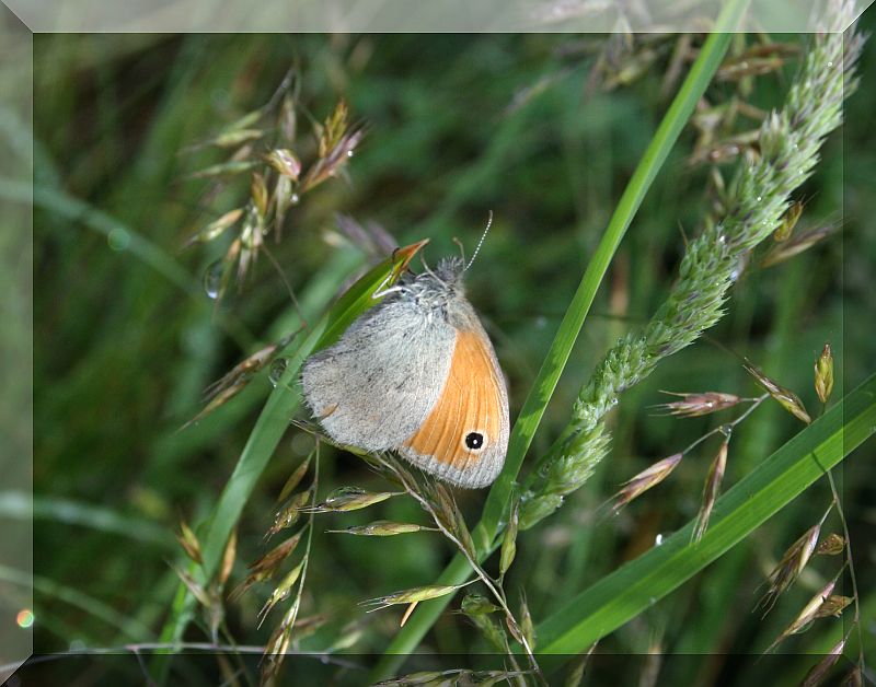 da determinare - Coenonympha pamphilus