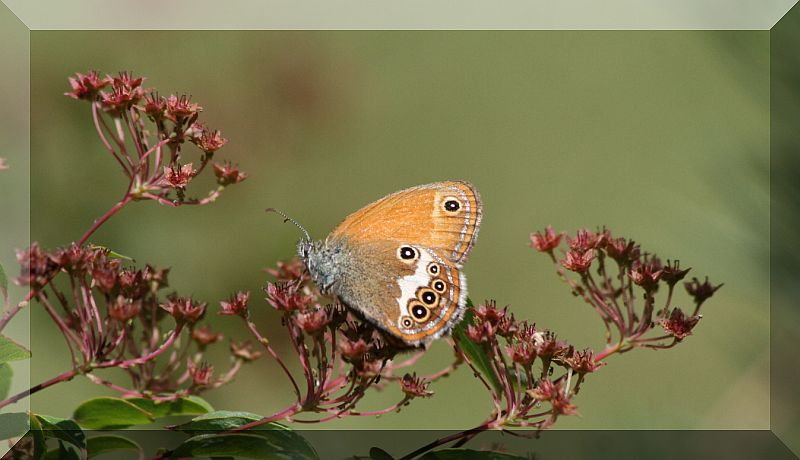 Coenonympha arcania