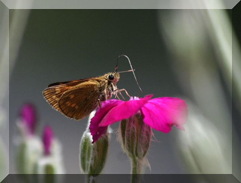 hesperia comma?