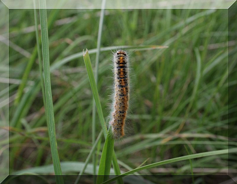 ultima di oggi  un bruco - Lasiocampa  trifolii