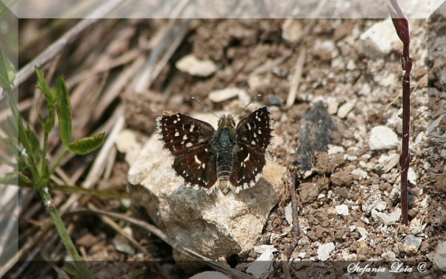 farfalla carina