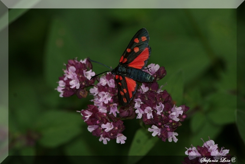 Zygaena transalpina?