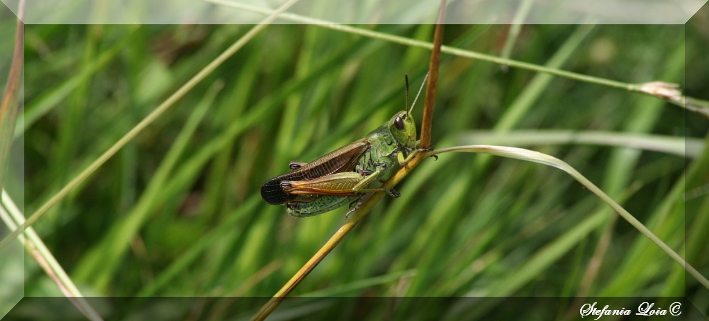 Stauroderus scalaris