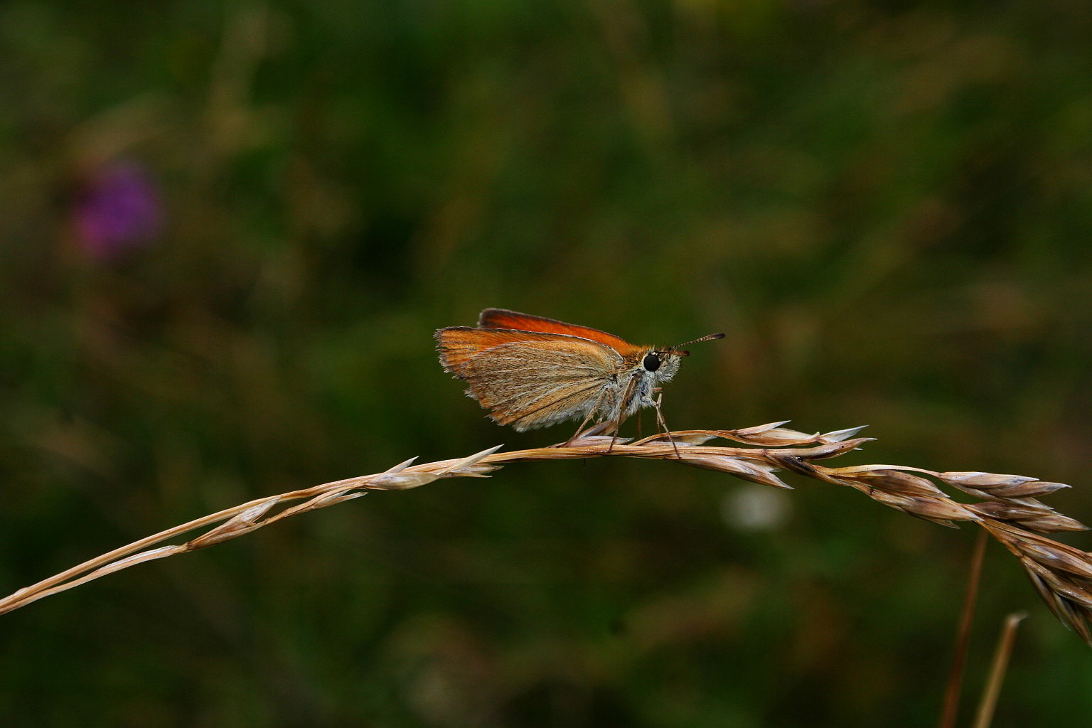 Thymelicus lineola?