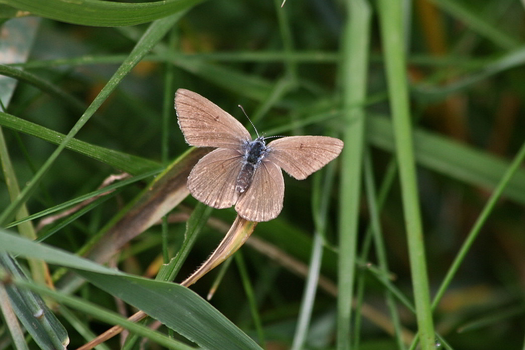 Femmina di Polyommatus amandus?