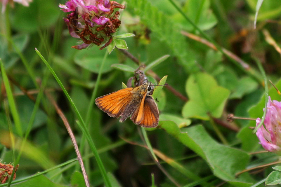 Thymelicus lineola?