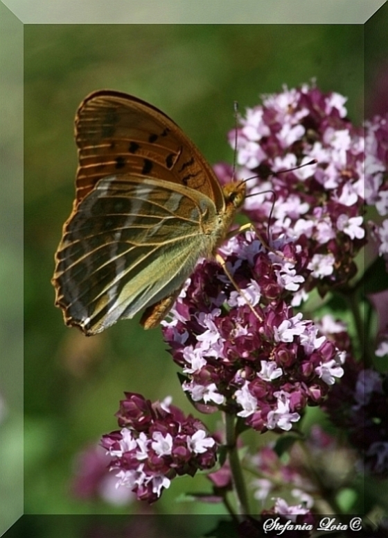 Argynnis paphia