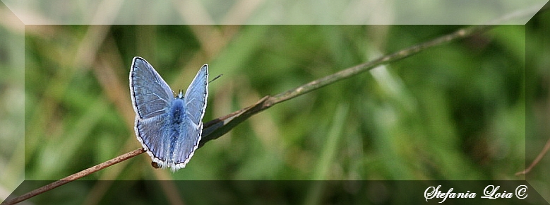 altro licenide azzurro.. (il mio incubo)