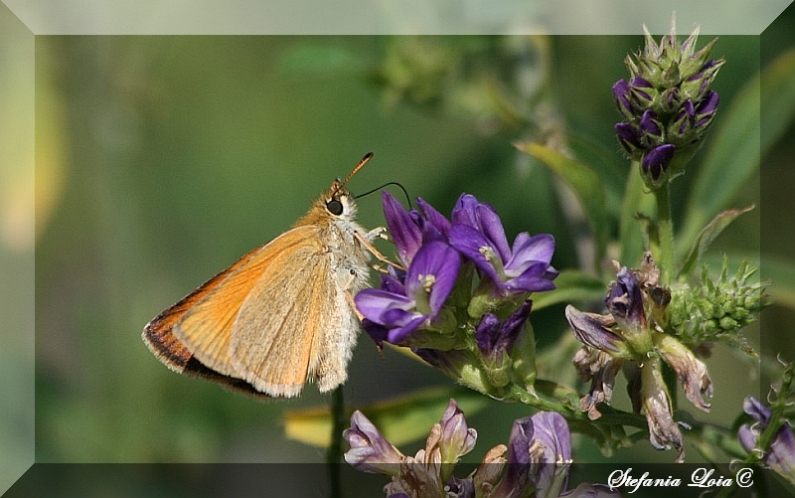 Thymelicus lineola?