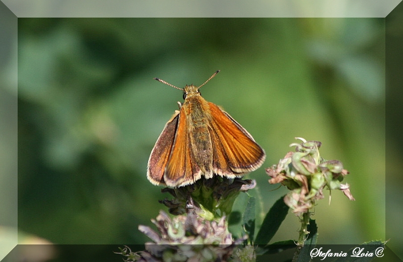 Thymelicus lineola?