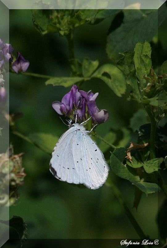 Celastrina argiolus?