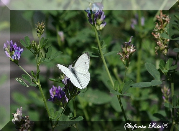 altra Pieris?