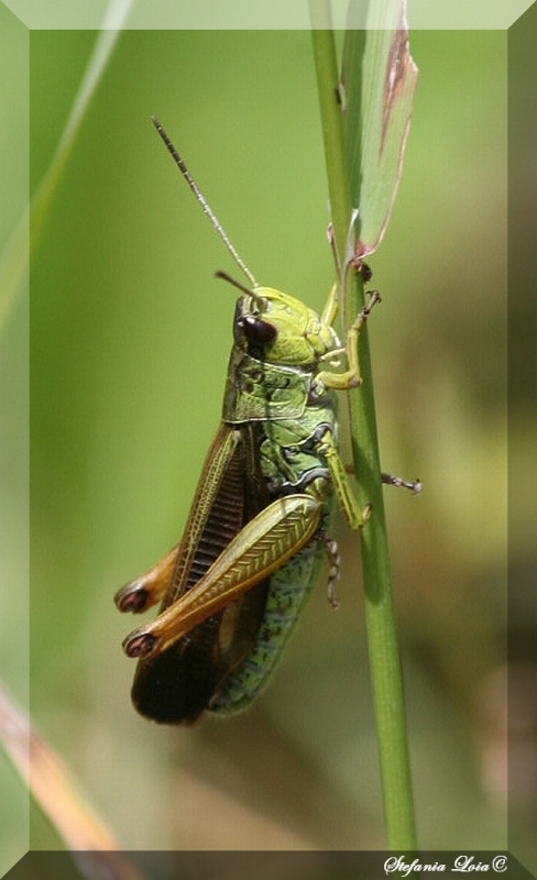 Stauroderus scalaris