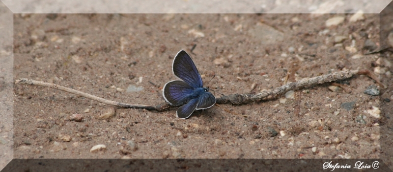 licaenide blu intensissimo