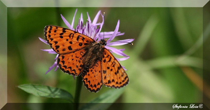 Tutte Melitaea didyma? - S