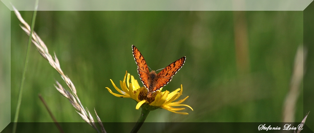 Tutte Melitaea didyma? - S