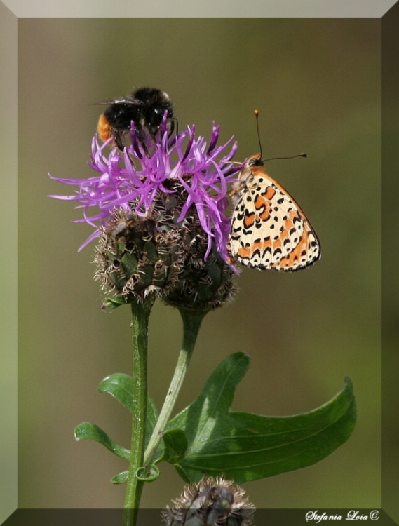 Tutte Melitaea didyma? - S