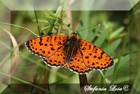 Tutte Melitaea didyma? - S