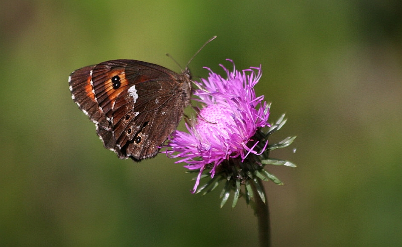 Erebia ligea?