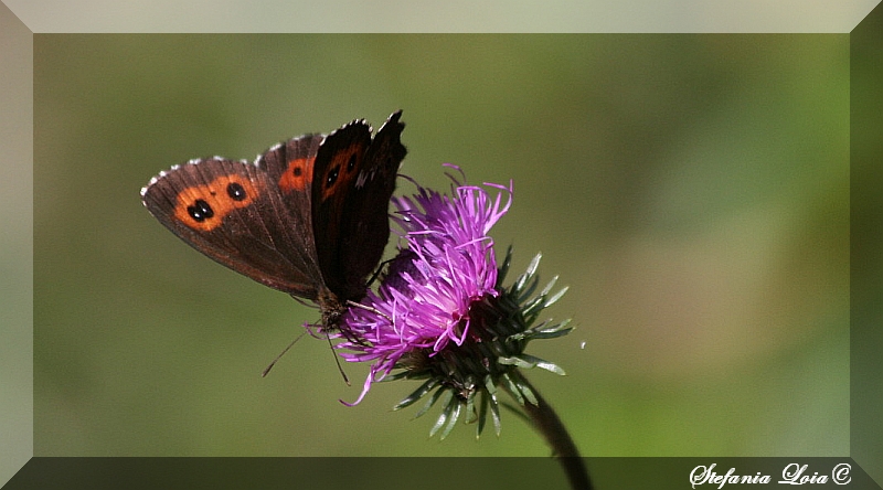 Erebia ligea?