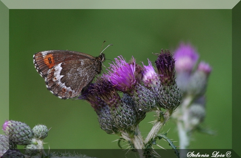 Erebia ligea?