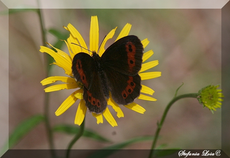 Erebia ligea?