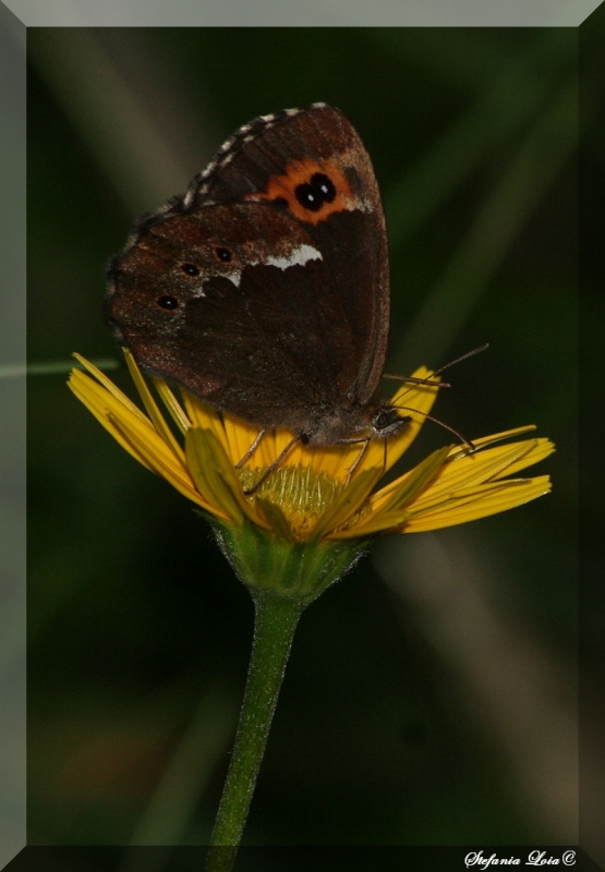 Erebia ligea?