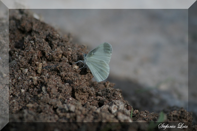 Pieris?