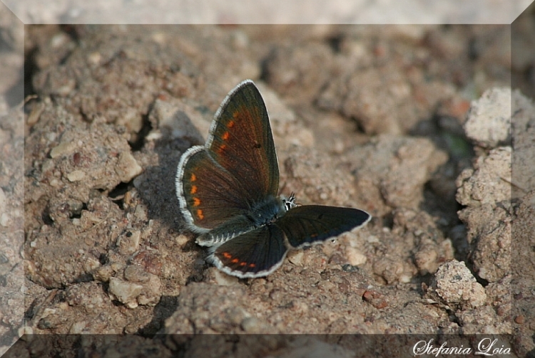 Aricia agrestis?