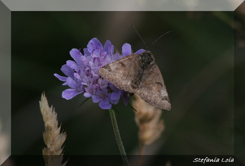 altra falena? - Euclidia glyphica