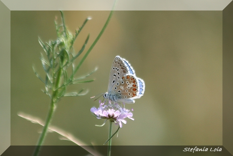 licenide. - Polyommatus (Meleageria) bellargus