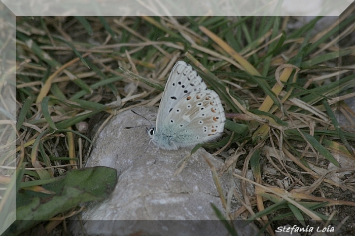 Polyommatus coridon