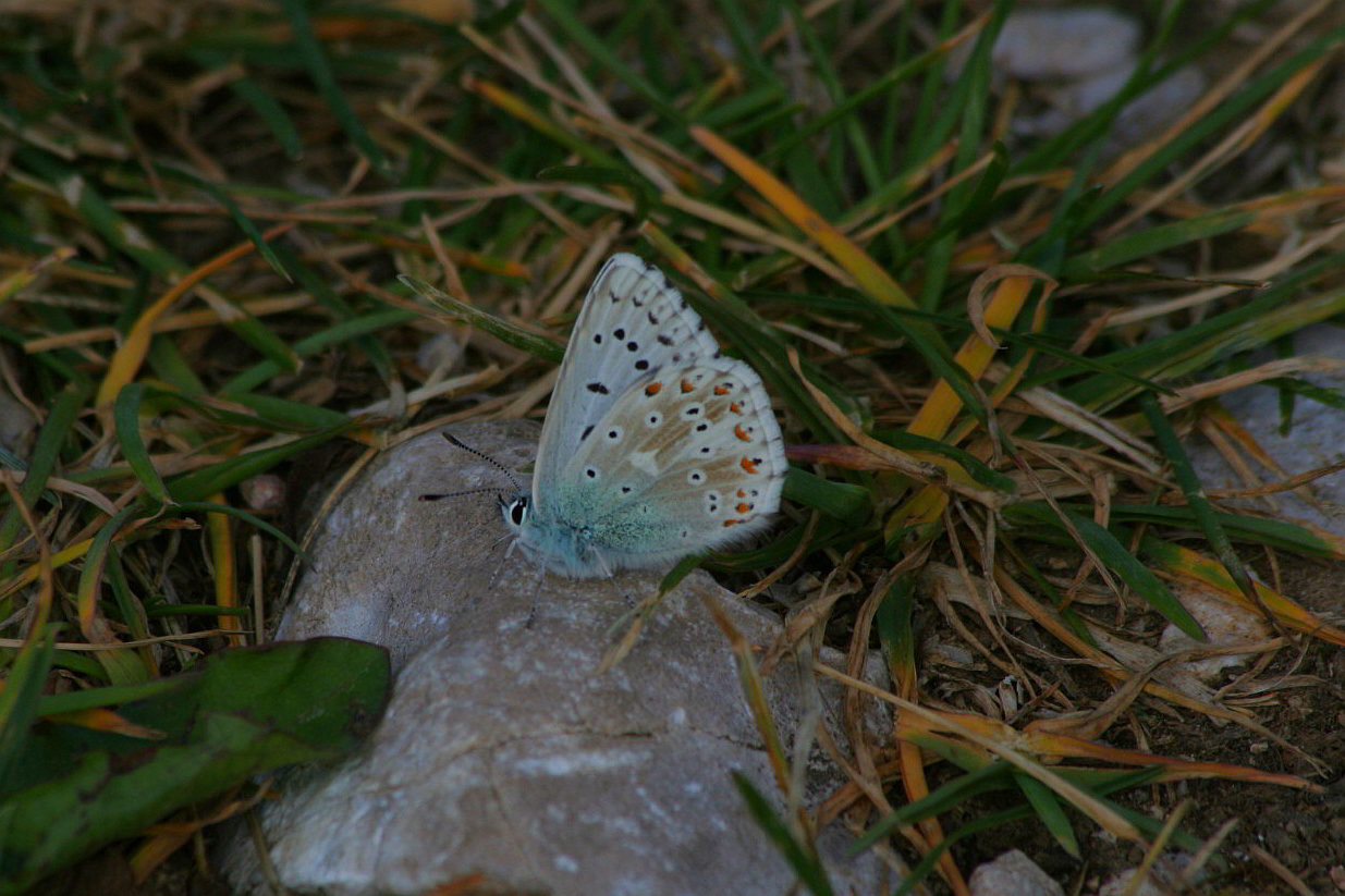 Polyommatus bellargus?