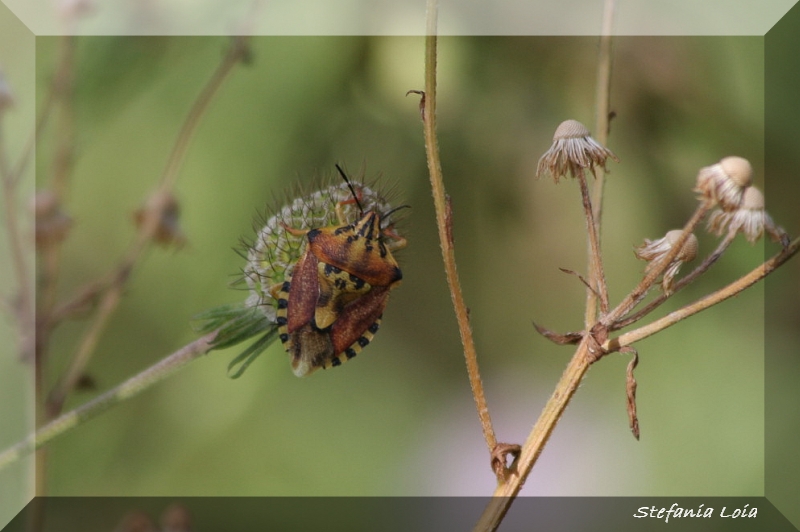 Pentatomidae: Codophila varia e Carpocoris pudicus