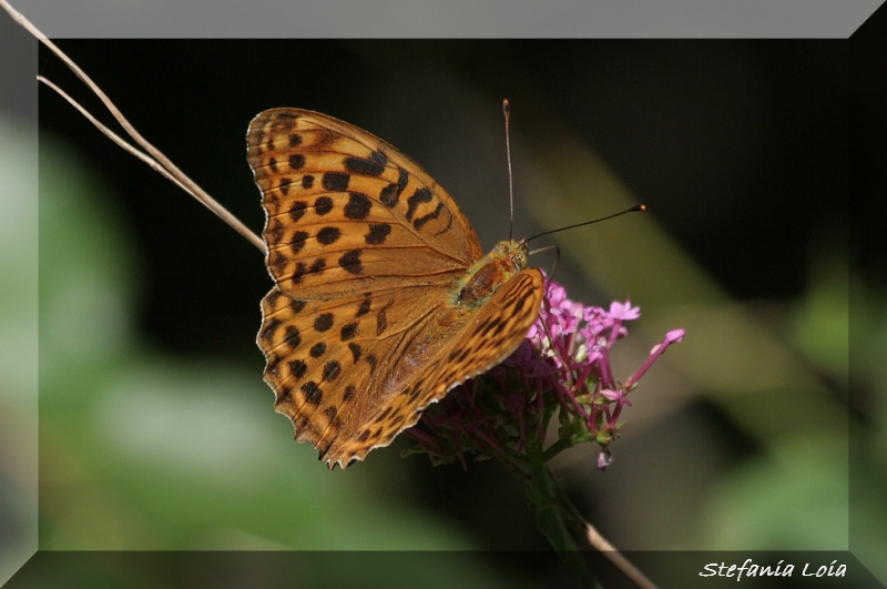 Argynnis paphia