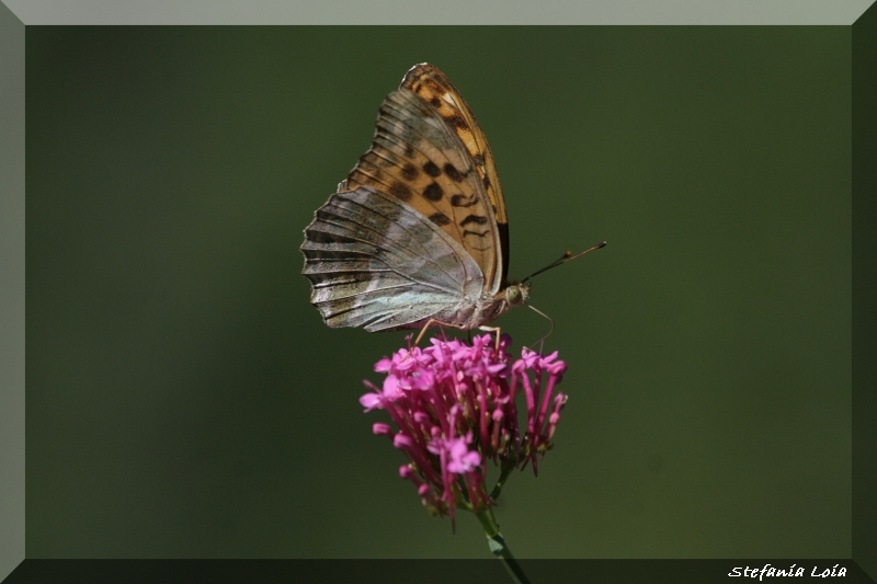 Argynnis paphia