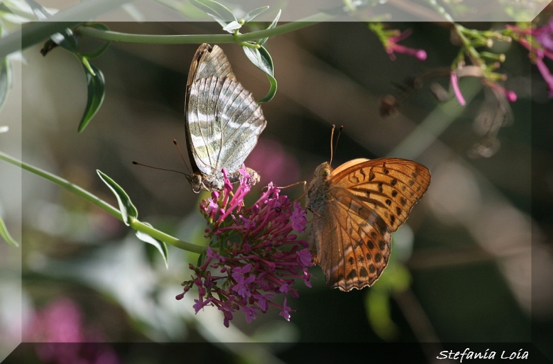 Argynnis paphia