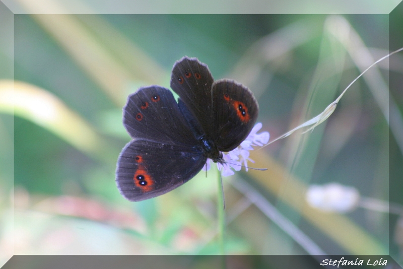 Erebia aethiops?