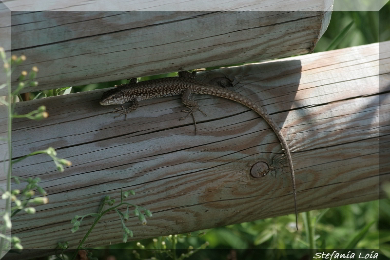 lucertola da identificare - Podarcis muralis