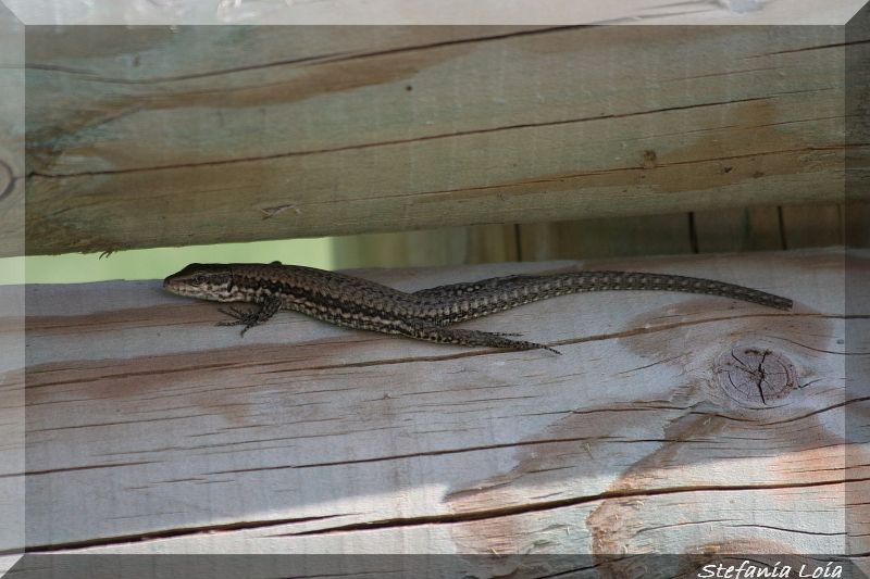 lucertola da identificare - Podarcis muralis