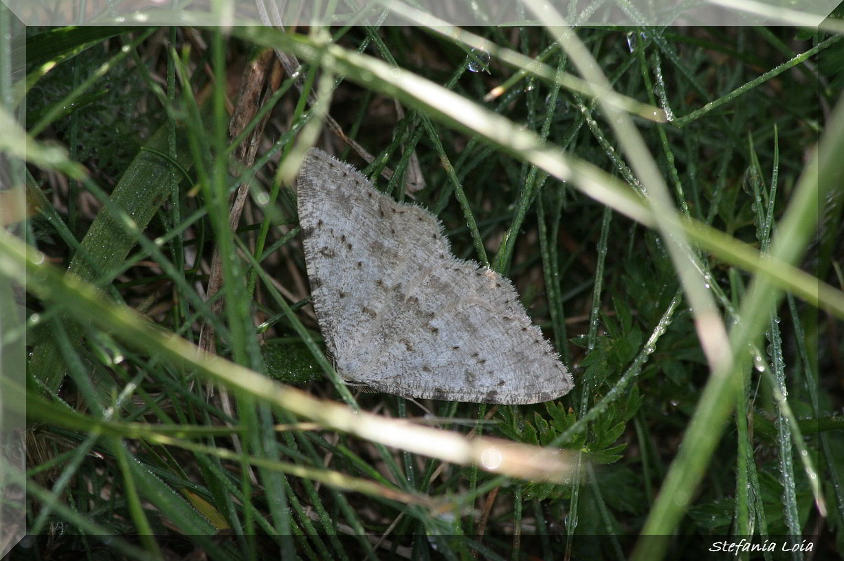 falena bianca