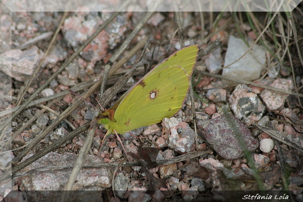 colias sp