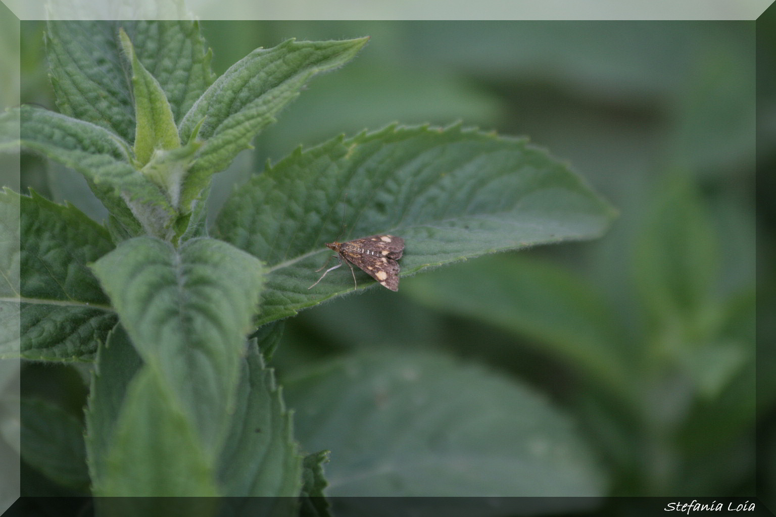 Pyrausta purpuralis ?