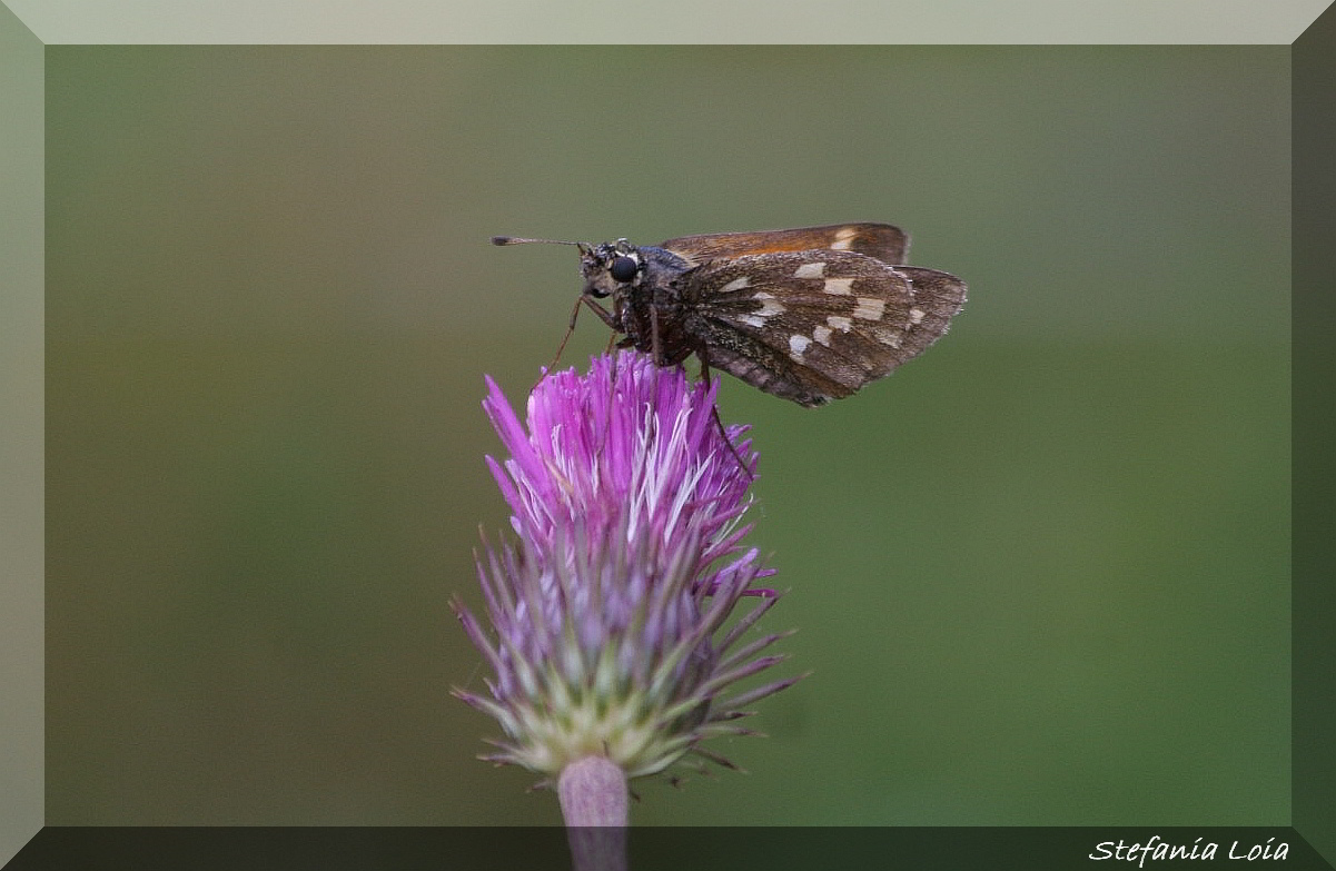 Hesperia comma?