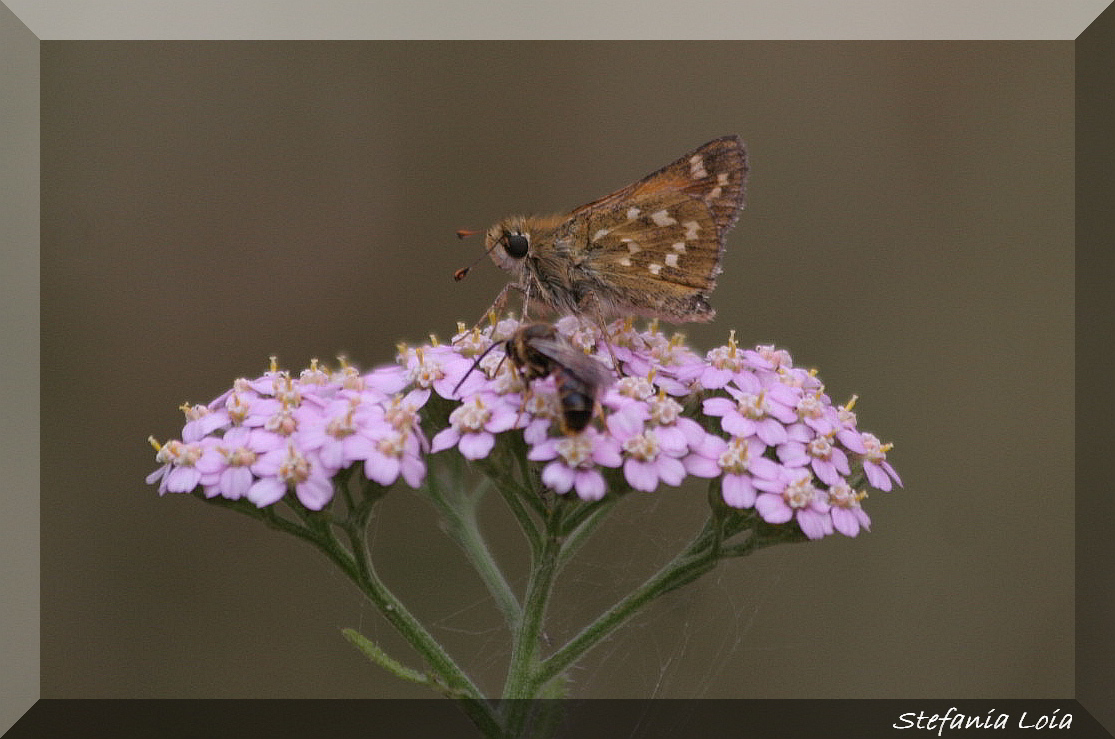 Hesperia comma?